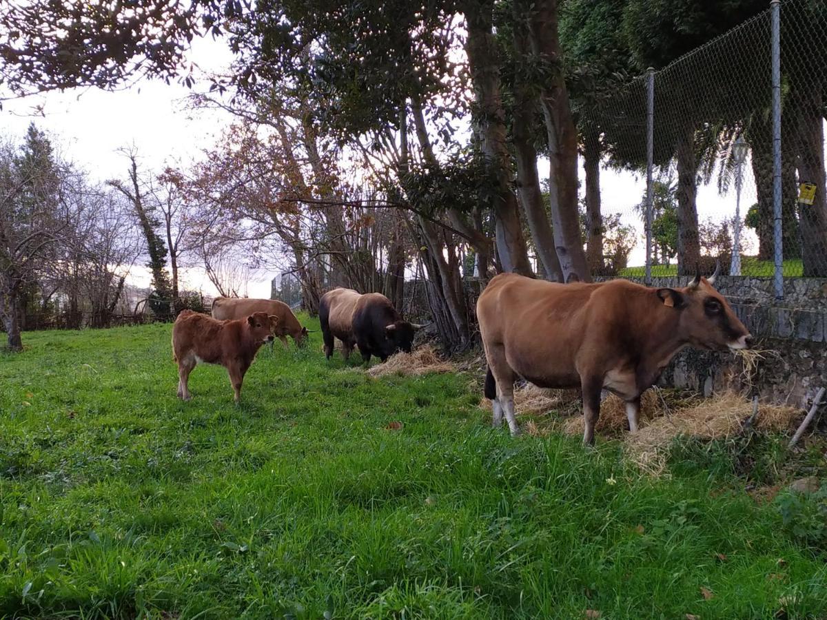 Maison d'hôtes Casa Pepin - Sagasta Rural Oviede Extérieur photo